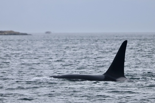 Sighting photo