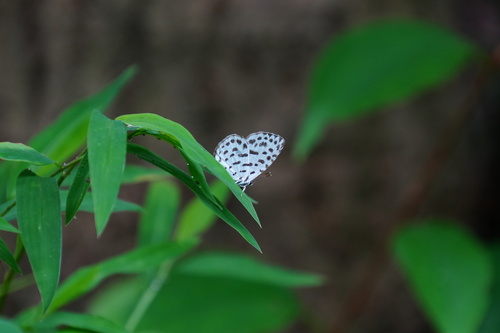 Forest Pierrot