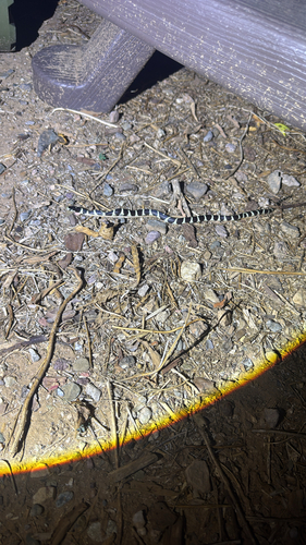 California King Snake observed by arizona_adam