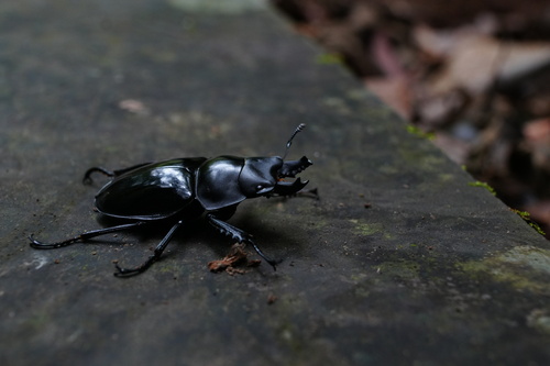 Neolucanus nitidus nitidus