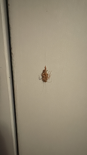 Brown-banded Cockroach