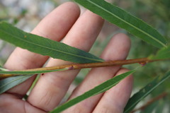 Salix interior, photograph (c) Henry "Nick" Robertson, some rights reserved (CC BY-SA)