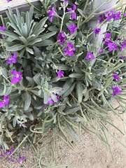 Matthiola incana