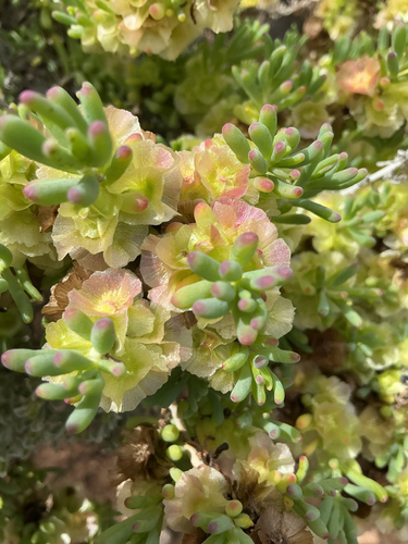 Maireana erioclada observed 2026-09-15