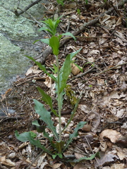 Borodinia canadensis