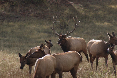 Wapiti observed by rwiki3rd