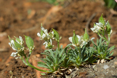 Cusickiella douglasii