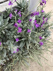 Matthiola incana