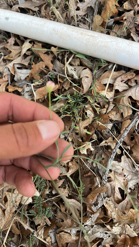 Erigeron flagellaris observed 2026-09-14