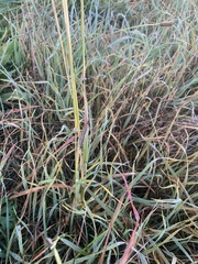 Dichanthium sericeum