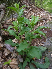 Borodinia canadensis