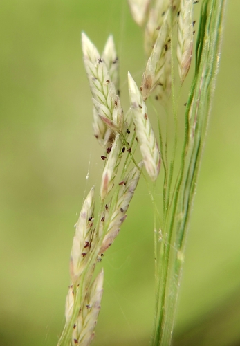 Eragrostis atrovirens observed 2026-09-12