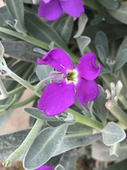 Matthiola incana