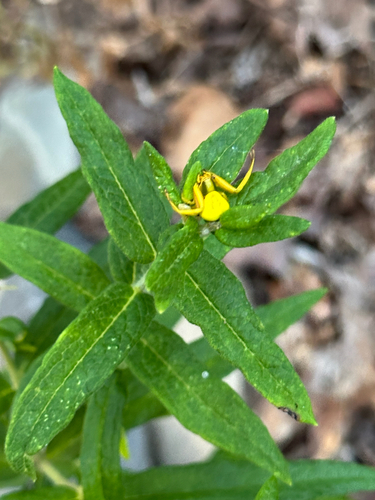 White-banded Crab Spider