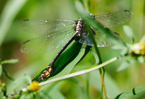 Laura's Clubtail