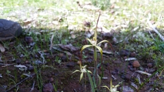 Caladenia xantha