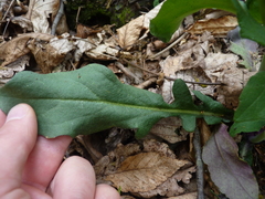 Borodinia canadensis