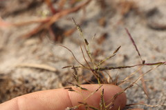 Eragrostis pectinacea, photograph (c) Henry "Nick" Robertson, some rights reserved (CC BY-SA)