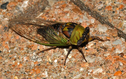 Walker's Annual Cicada