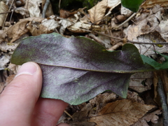 Borodinia canadensis