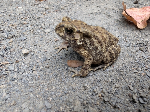 Asian Common Toad