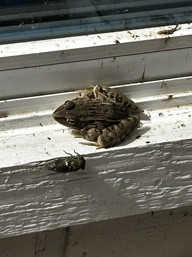 Southern Leopard Frog
