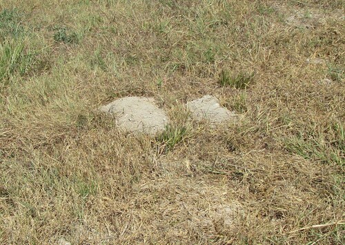 Attwater's Pocket Gopher