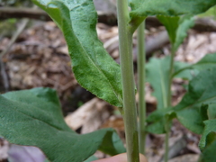 Borodinia canadensis