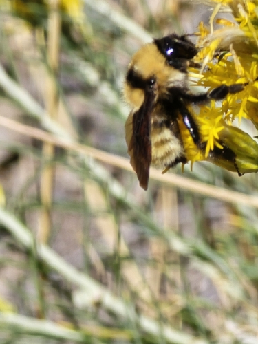 Golden Northern Bumble Bee
