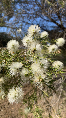 Melaleuca rhaphiophylla, photograph 3