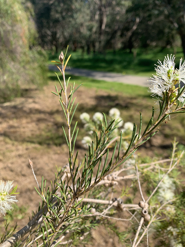 Melaleuca rhaphiophylla, photograph 6