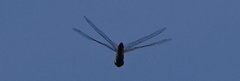 Pantala hymenaea