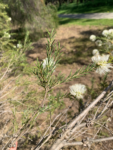 Melaleuca rhaphiophylla, photograph 5
