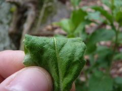 Borodinia canadensis