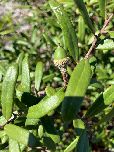 Quercus minima