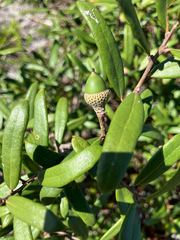 Quercus minima, photograph author not stated, no rights reserved