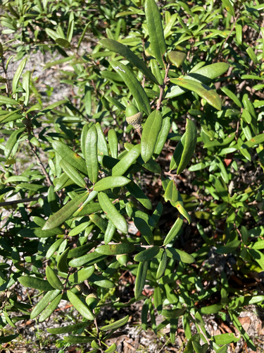 Quercus minima, photograph 3