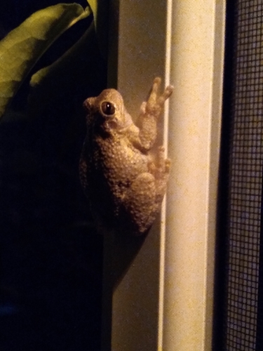 Cope's Gray Tree Frog