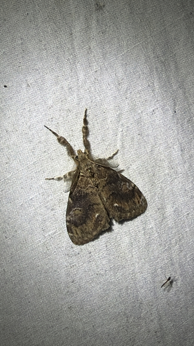 Definite Tussock Moth