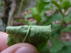 Borodinia canadensis