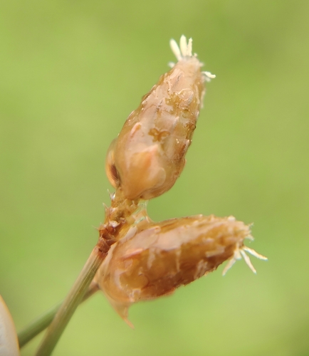 Abildgaardia ovata observed 2026-09-12