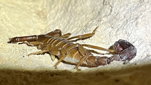 Vaejovis intermedius