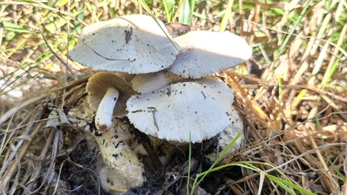 Psathyrella epimyces