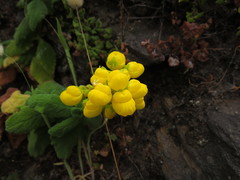 Calceolaria viscosissima