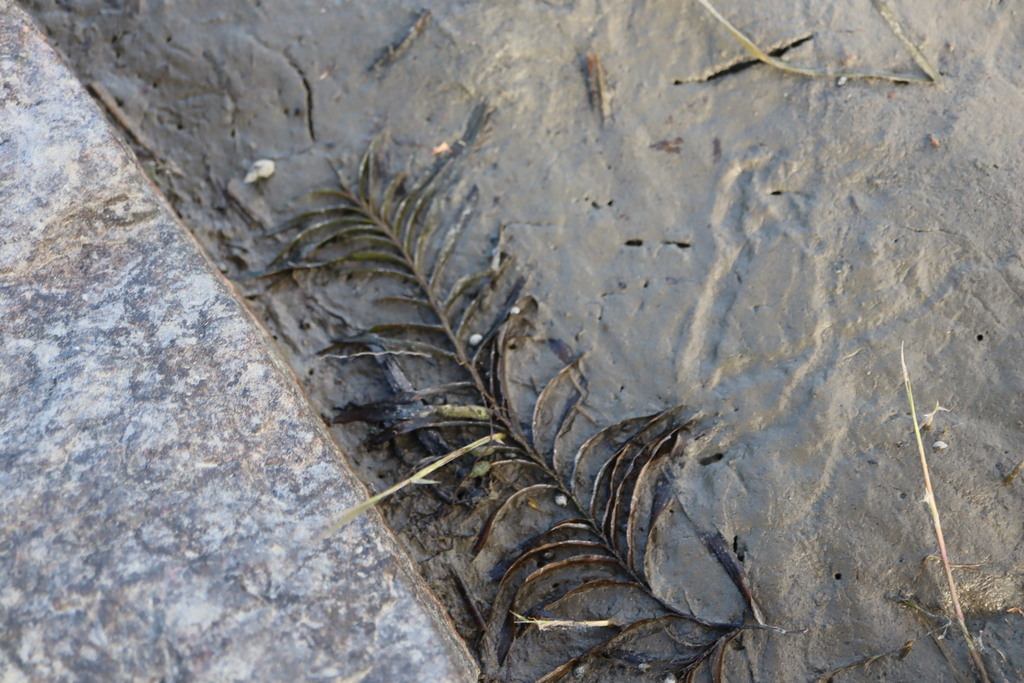Potamogeton robbinsii; photograph (c) Henry "Nick" Robertson, some rights reserved (CC BY-SA)