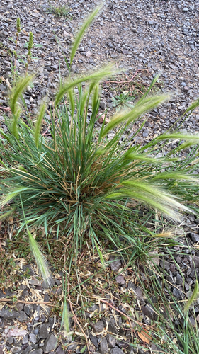 Foxtail Barley