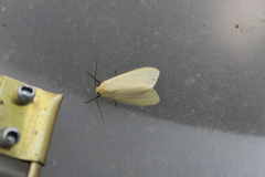 Pareuchaetes insulata