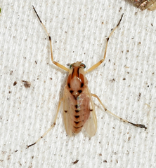 Coelotanypus concinnus