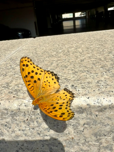 Tropical Fritillary
