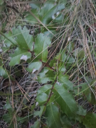 Oregon grape